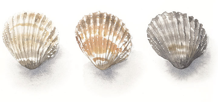 Cómo pintar conchas marinas en acuarela: tutorial paso a paso