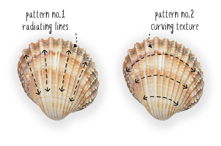 Dos conchas marinas con flechas que señalan sus líneas radiales y su textura curva