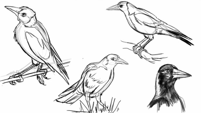 12 ejercicios de dibujo para principiantes (en papel o en tableta)