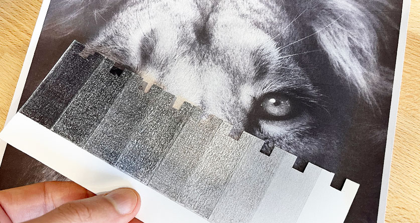 Escala de valores hecha a mano colocada sobre la foto de un león para comparar tonos