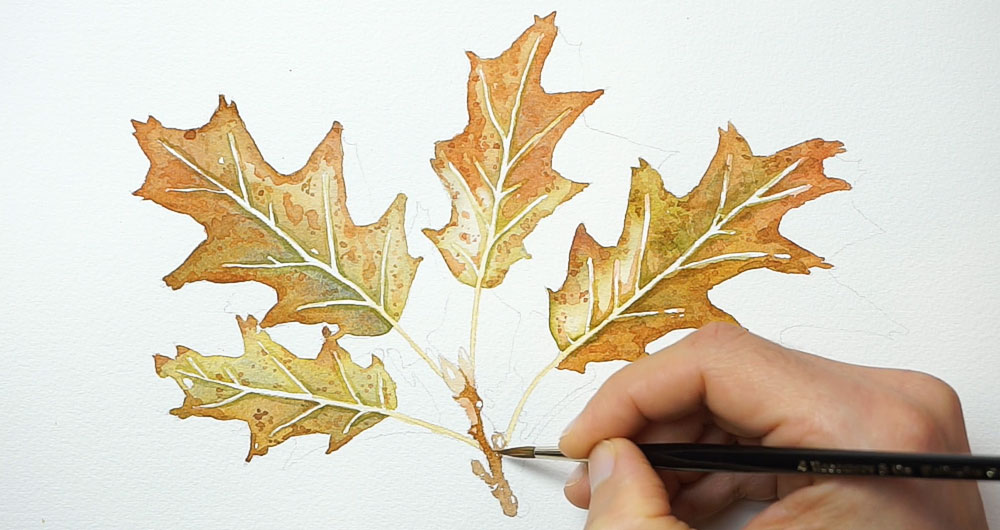 Hojas de roble con más color alrededor de las nervaduras y el tallo pintado